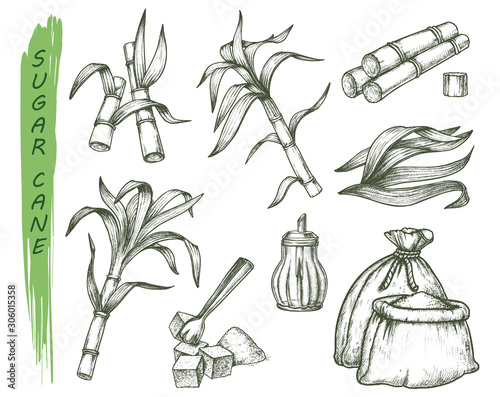 Sugar cane or sugarcane isolated sketch symbols