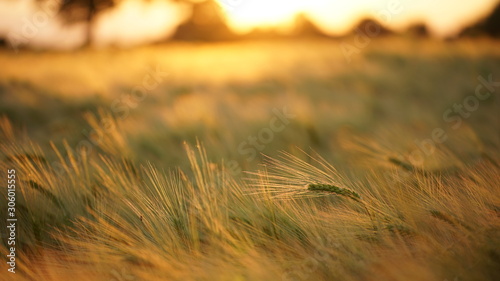 Tableau sur toile rye field at the golden sunset