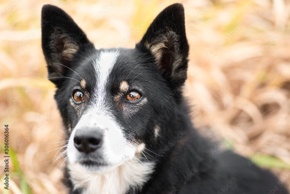 portrait of a dog