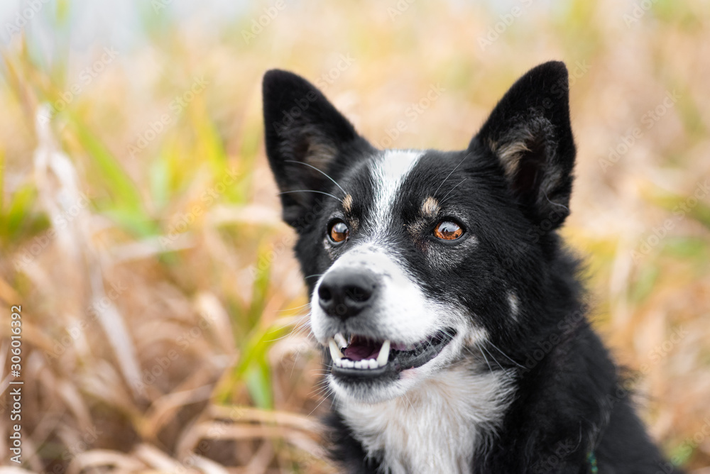 portrait of a dog