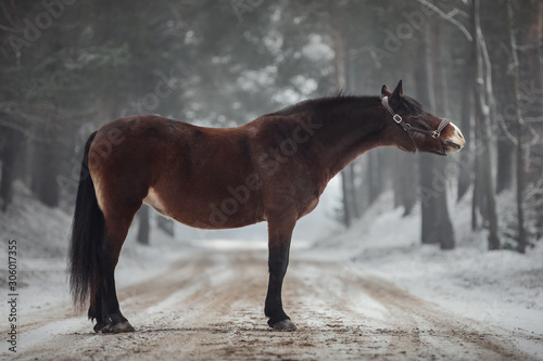 close portrait of funny beautiful old mare horse in halter standing on the road in snowy forest photo
