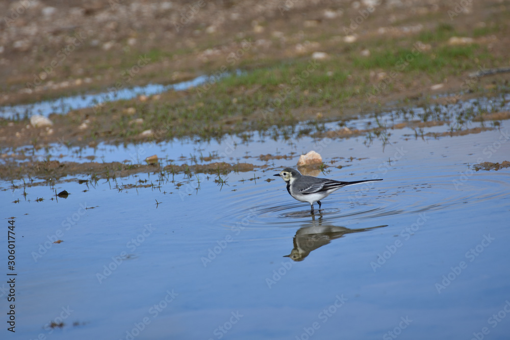 White Wagtail and its reflection in the water of a small lagoon White Wagtail and its reflection in the water of a small lagoon