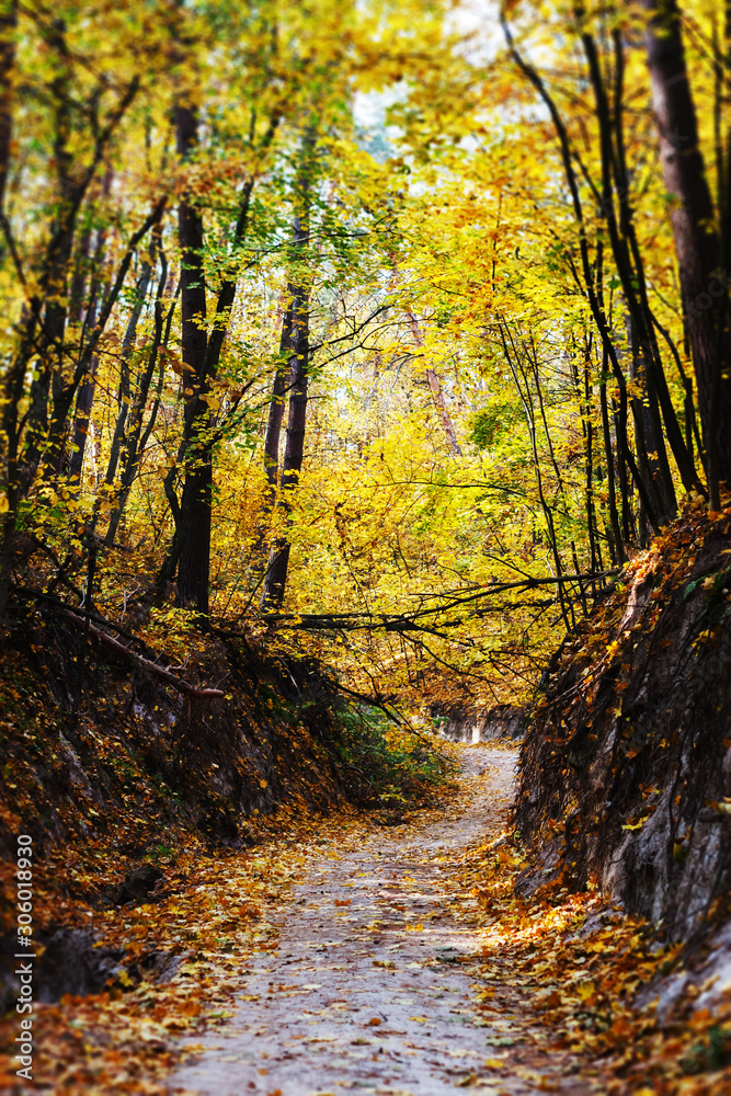 Fototapeta premium Beautiful and romantic autumn forest
