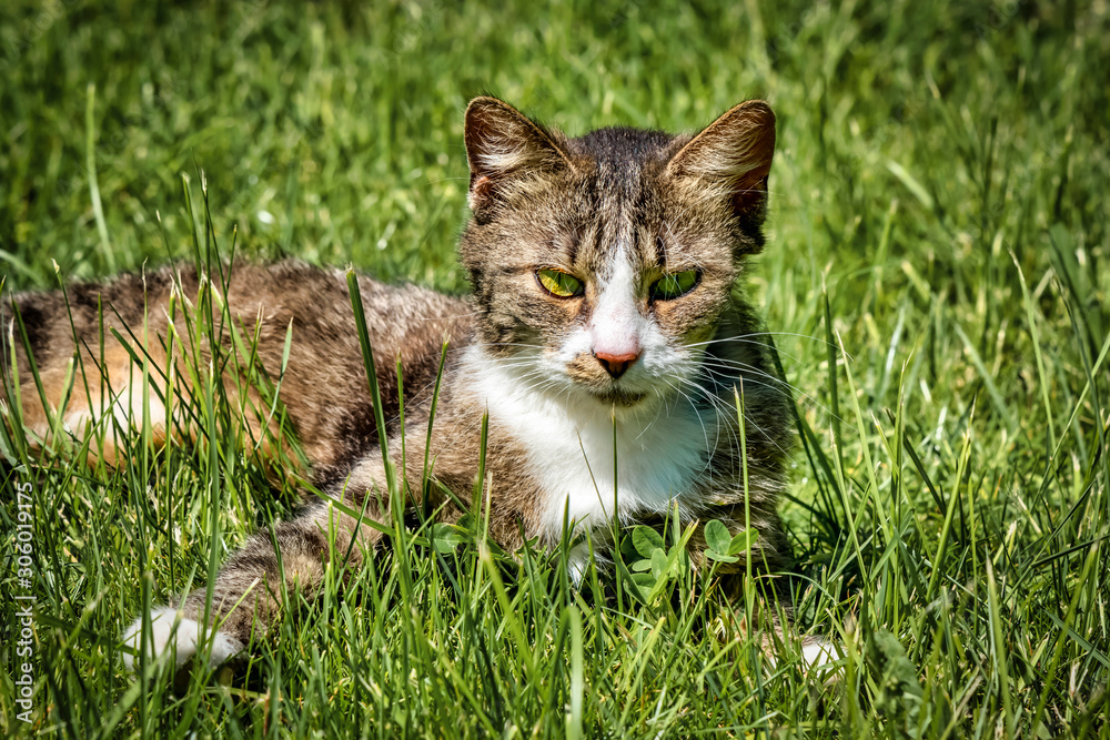 A young cat enjoying the sunshine in the garden.