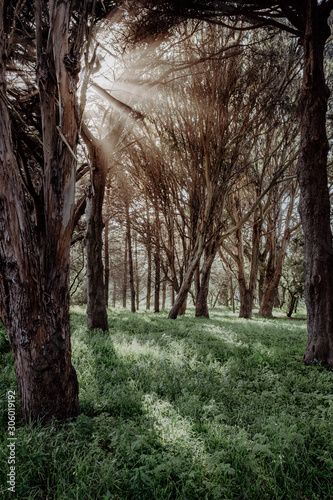 Golden Gate Park Sun come through the Trees