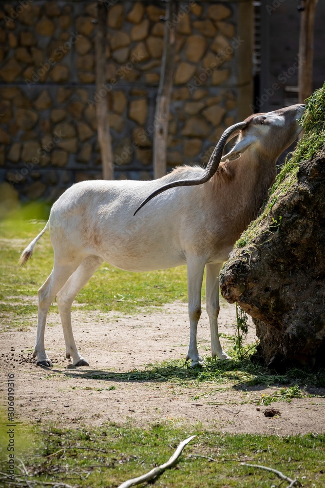 A portrait of an addax or screwhorn antelope trying to reach some food on a rock covered in moss. It is known for its long horns which are twisted. A portrait of an addax or screwhorn antelope trying to reach some food on a rock covered in moss. It is known for its long horns which are twisted.