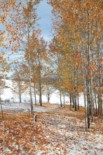 October mountain beech forest with first winter snow