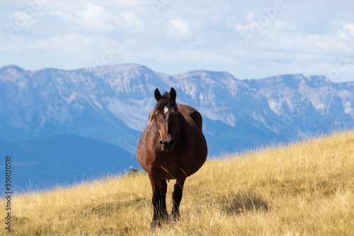 pregnant mare in the mountains