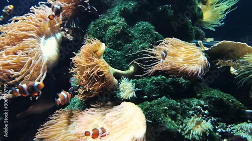 Anemonenfische in einem Südsee Aquarium photo