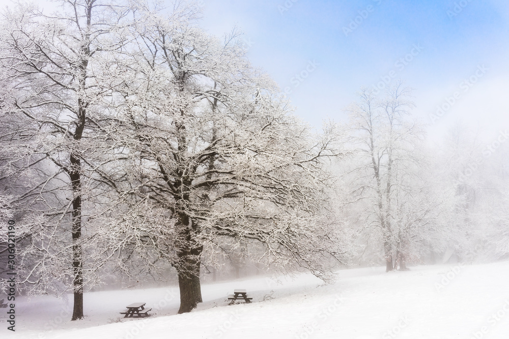 Forest of the Parks Sasso Simone e Simoncello during winter. Forest of the Parks Sasso Simone e Simoncello during winter.