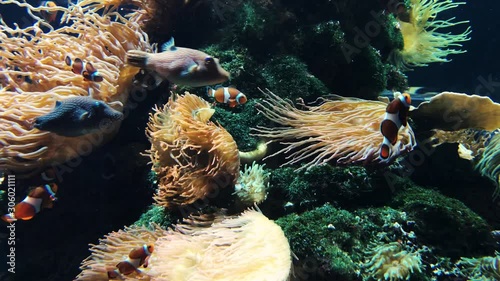 Anemonenfische in einem Südsee Aquarium photo