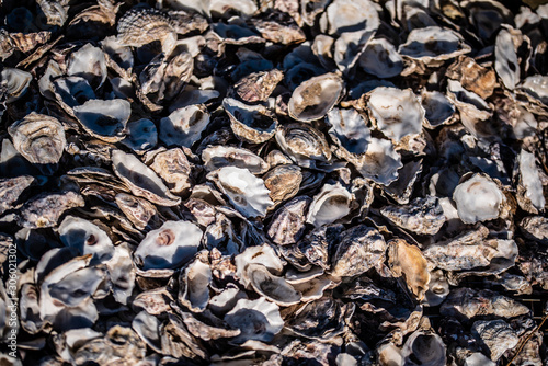 texture of Oyster shells