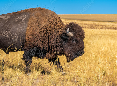 Wild American buffalo (Bison) on the grasslands of Antelope Island, Great Salt Lake, Utah, USA © Luis