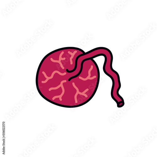 placenta doodle icon, vector illustration