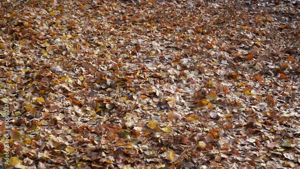 Kicking fall leaves in slow motion. Kicking yellow leaves. Kicking fall leaves in slow motion. Kicking yellow leaves.
