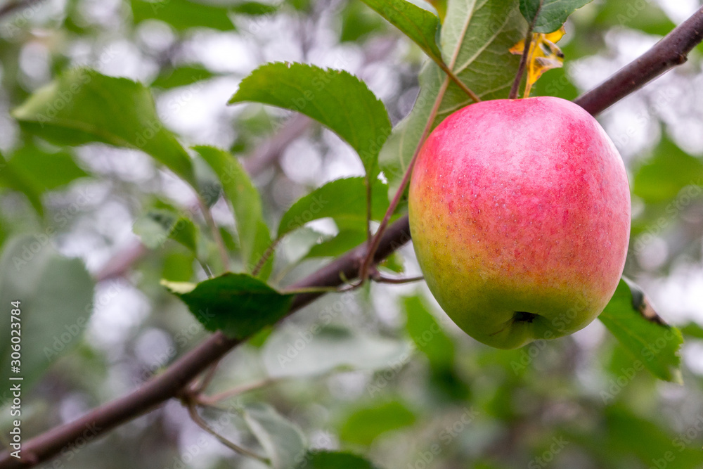 Ripe red apple on tree branch in orchard. Green foliage in background Ripe red apple on tree branch in orchard. Green foliage in background