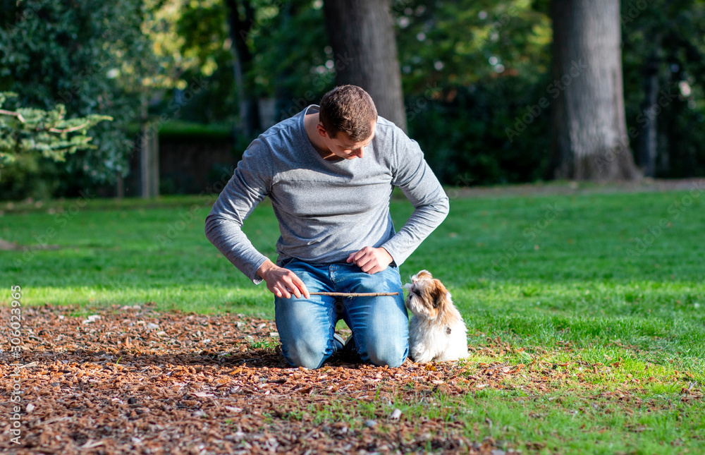 man playing with shih tzu puppy outdoors, dog training in the park man playing with shih tzu puppy outdoors, dog training in the park