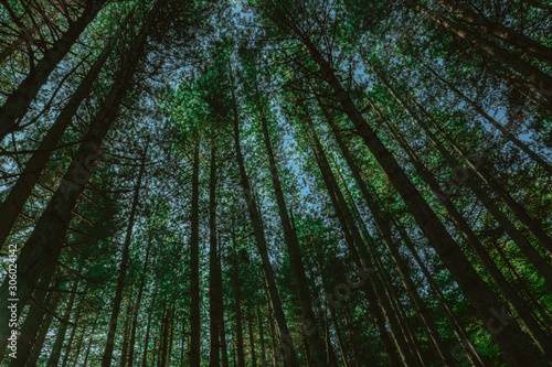 mountain pine trees  view from below towards the sky. the rays of light that pass through the trees