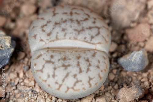 The Living stone plant Lithops pseudotruncatella, from the Windhoek area in Namibia, C99 region.