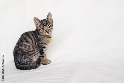 Young European Shorthair cat sitting on white background. Copy space. Mackerel tabby coat color. Cute little sleepy kitten looking at you.