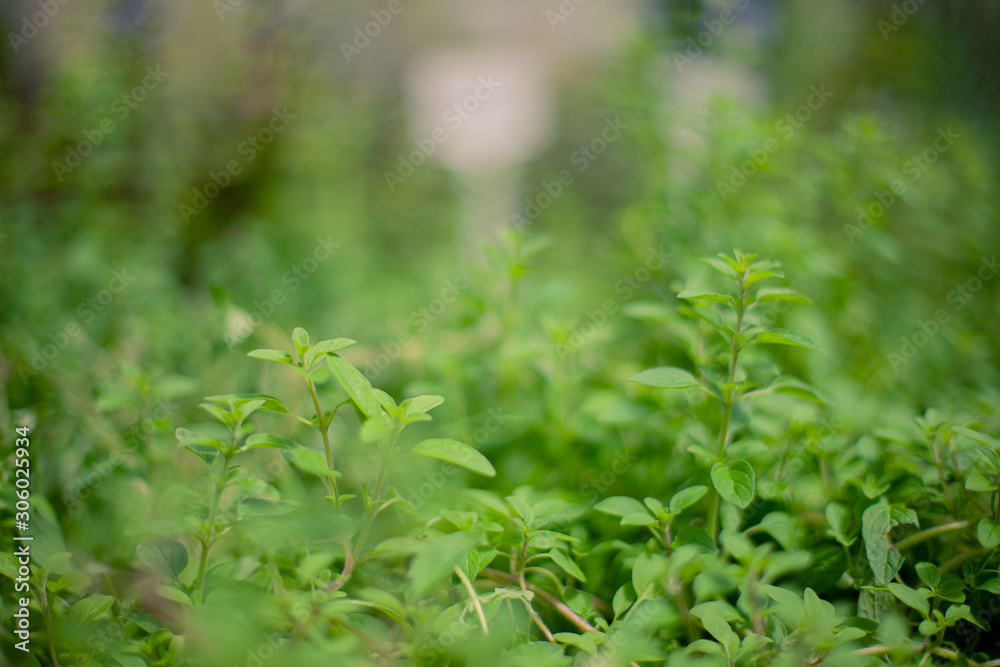 Green leaves with and without focus. Macro photography and good for backgrounds. Natural light. Green leaves with and without focus. Macro photography and good for backgrounds. Natural light.