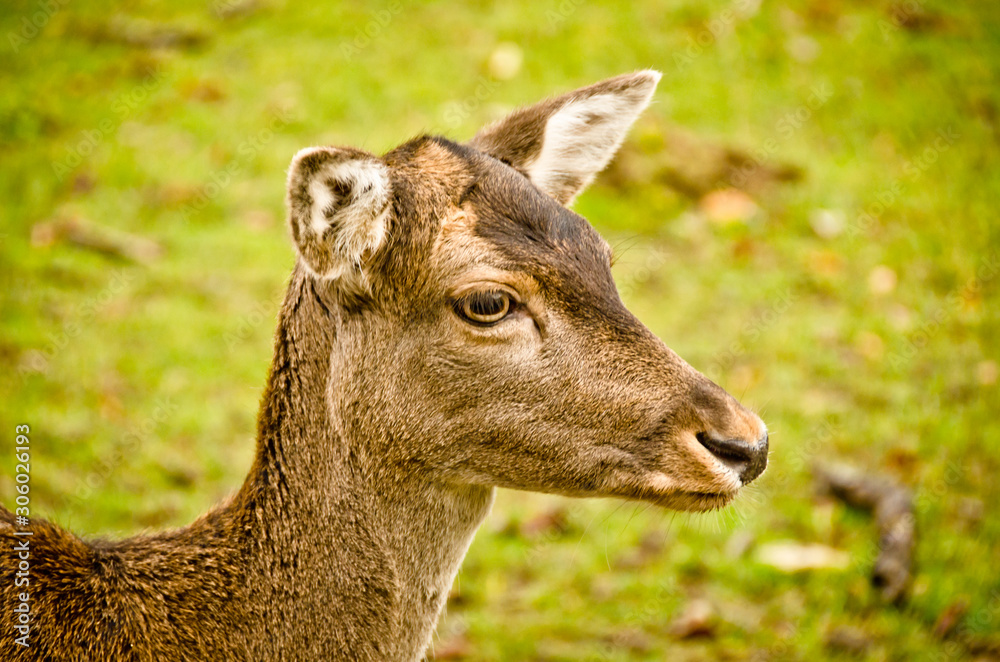Beautiful fallow deers in the meadow