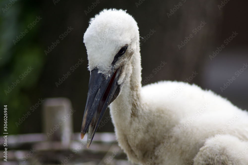 Obraz premium piccolo di cicogna