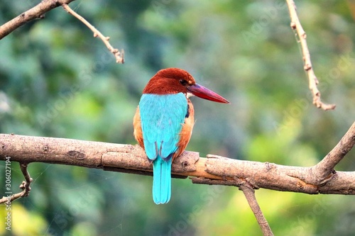 bird on a branch