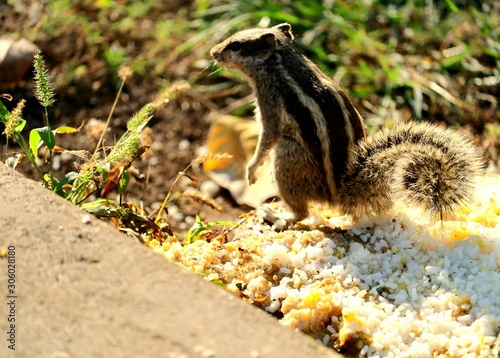 squirrel eating nut