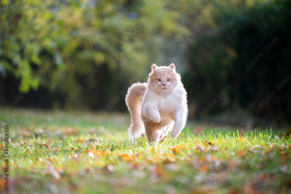 cream tabby ginger maine coon cat running on grass with autumn leaves outdoors in nature looking at camera wearing gps tracker attached to collar