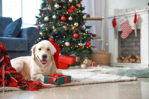 Cute funny dog with gift in room decorated for Christmas