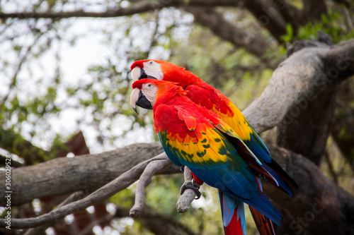 Colorful parrot on a branch at a zoo