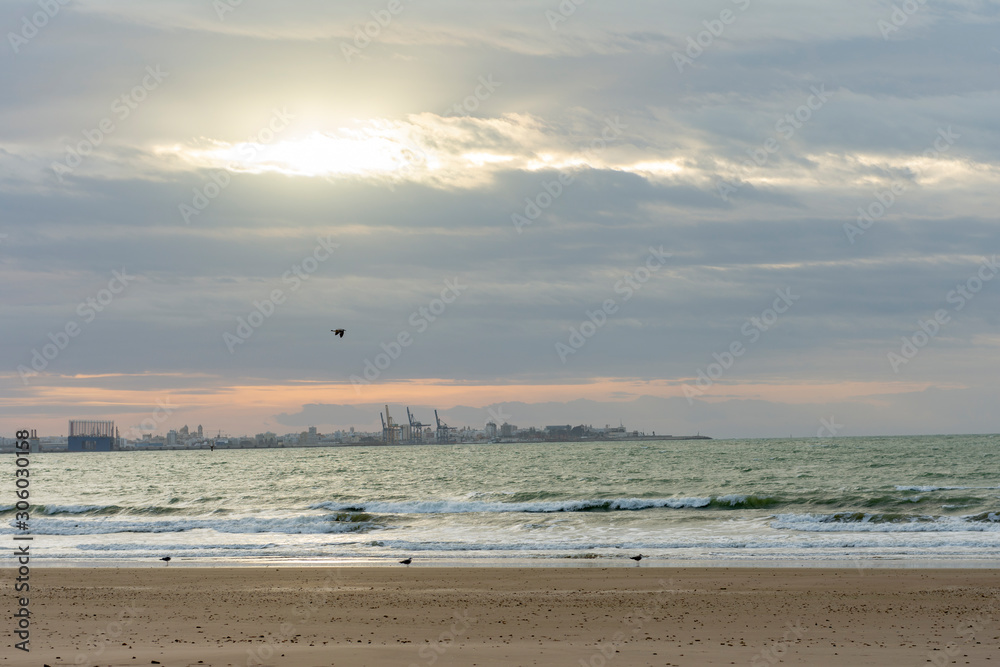 Beach landscape, three seagulls on the sand and one flying