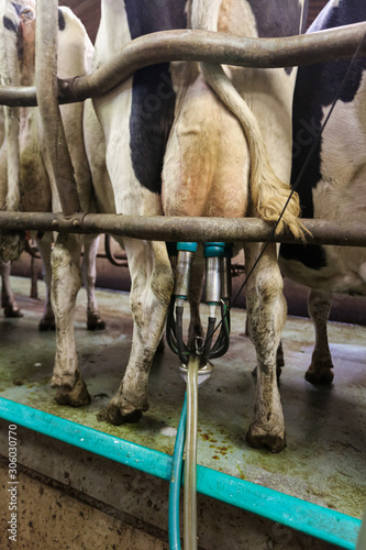 Vache à la traite photo