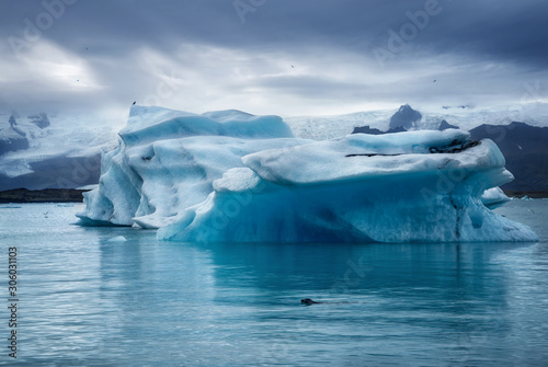 seal swimming in glacier lagoon with icebergs