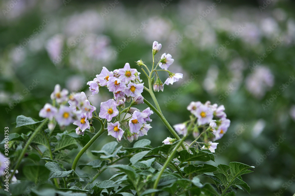 Fototapeta premium Potatoes bloom on a farm field