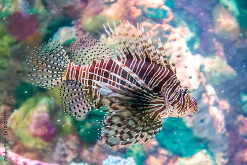 Colorful lion fish in an aquarium