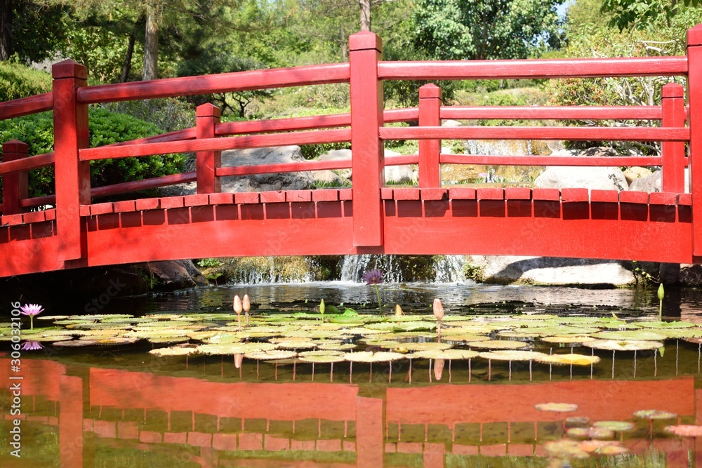 LIRIOS EN ESTANQUE DEBAJO DE PUENTE ROJO LIRIOS EN ESTANQUE DEBAJO DE PUENTE ROJO