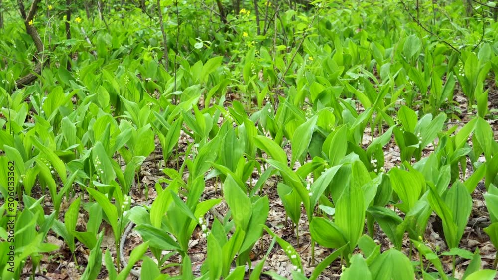 Lily of the valley in the forest. Closeup of lily of the valley in the forest Lily of the valley in the forest. Closeup of lily of the valley in the forest