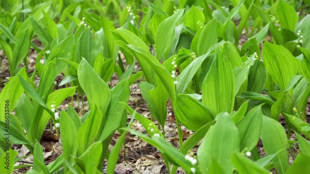 Lily of the valley in the forest. Closeup of lily of the valley in the forest Lily of the valley in the forest. Closeup of lily of the valley in the forest