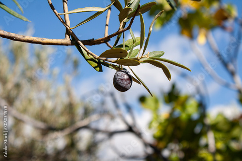 Black olive tree with leaves, olive detail, harvesting olives, Detail of olive tree branch