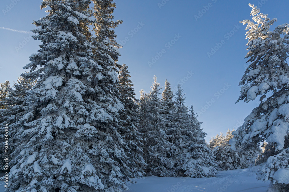 Fototapeta premium Winter landscape of Vitosha Mountain, Bulgaria