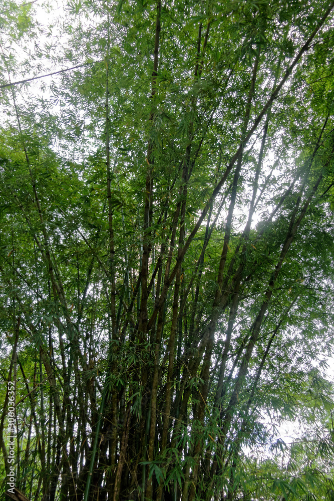 Sous les bambous en Guyane française Sous les bambous en Guyane française