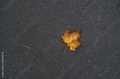 Autumn is here (ID: 306036565)