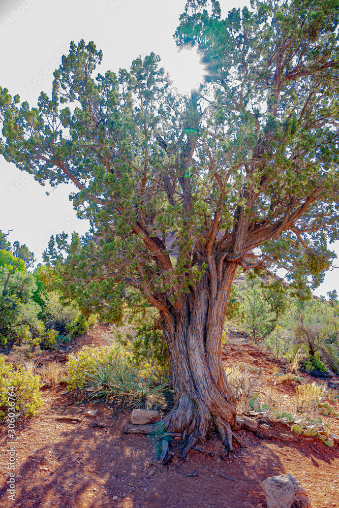 Fototapeta premium A juniper in the sunlight 