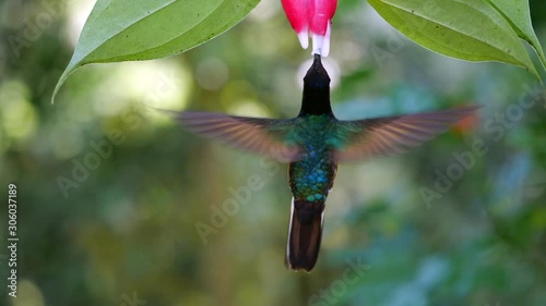 Hummingbird slow-motion: Velvet-purple Coronet (Boissonneaua jardini), feeding from a Cavendishia flower, near Mindo on the western slopes of the Andes, Ecuador. photo