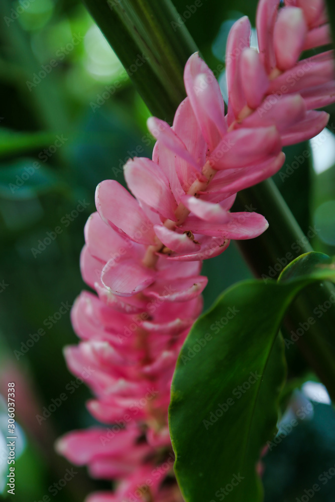 Fototapeta premium Selective focus on a Alpinia Purpurata, or Red Ginger plant, inside a greenhouse