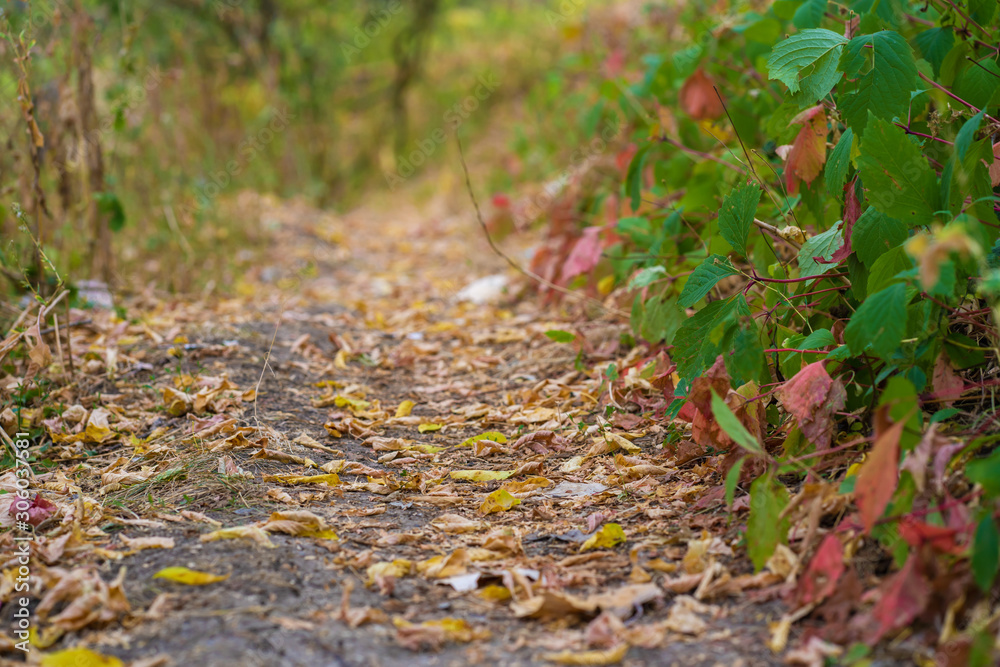 Autumn wild forest. Well-trodden path, fallen yellow leaves and yellowed grass Autumn wild forest. Well-trodden path, fallen yellow leaves and yellowed grass
