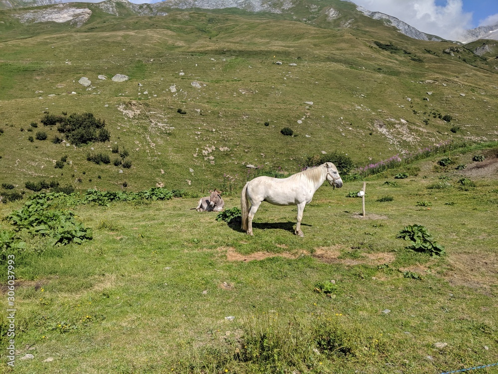 A white standing horse and a sitting donkey on a meadows in the Alps
