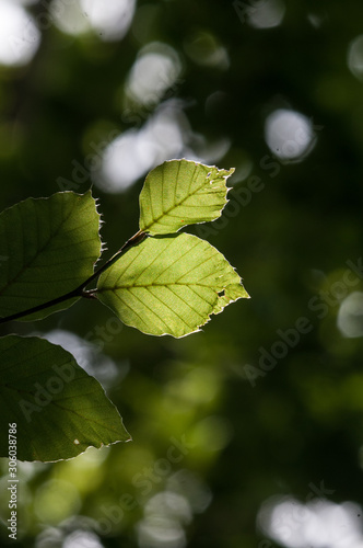 Leaves of  beech  Fagus sylvatica  with backligt
